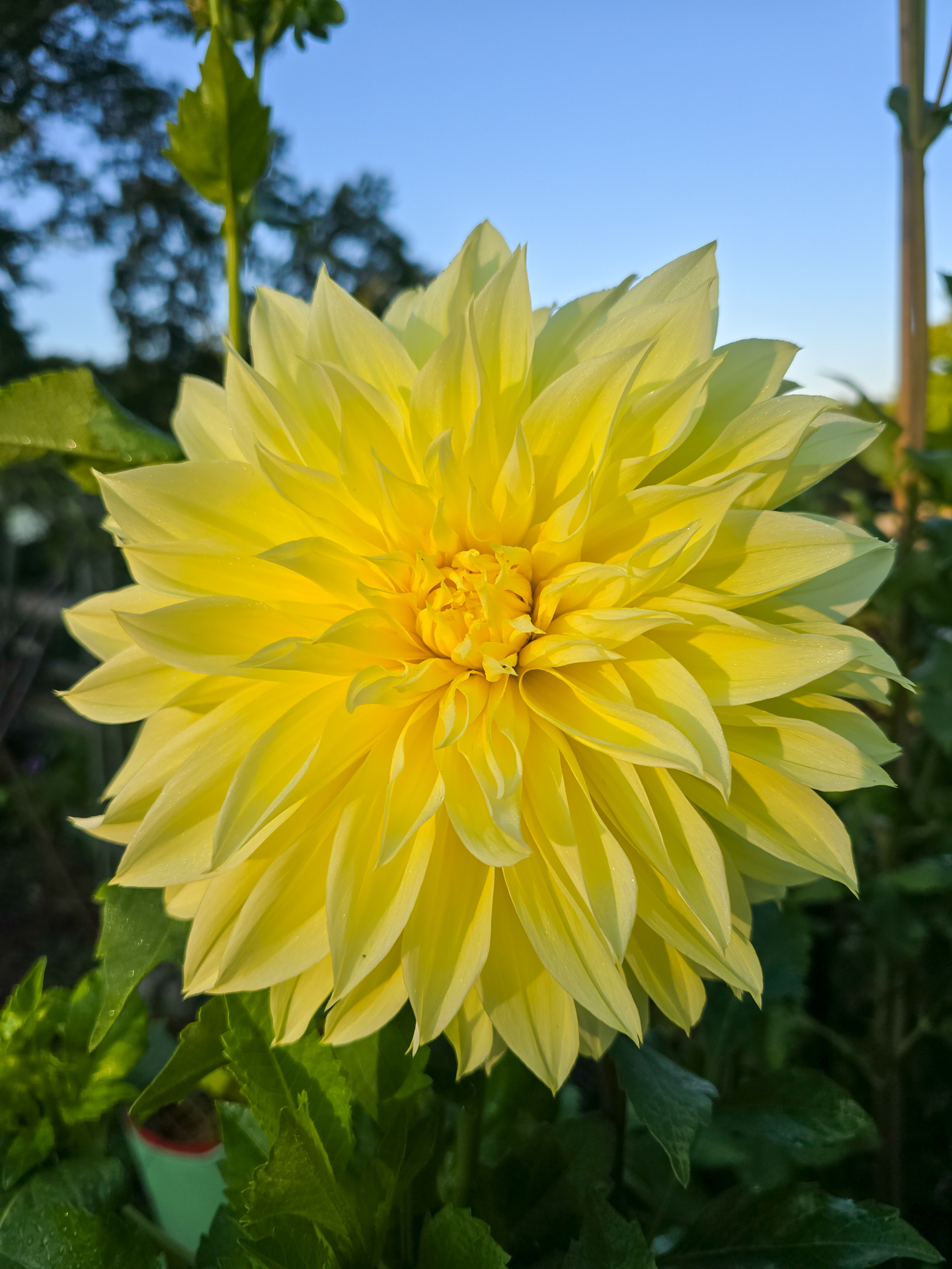 Beautiful yellow dahlia bloom in morning sun