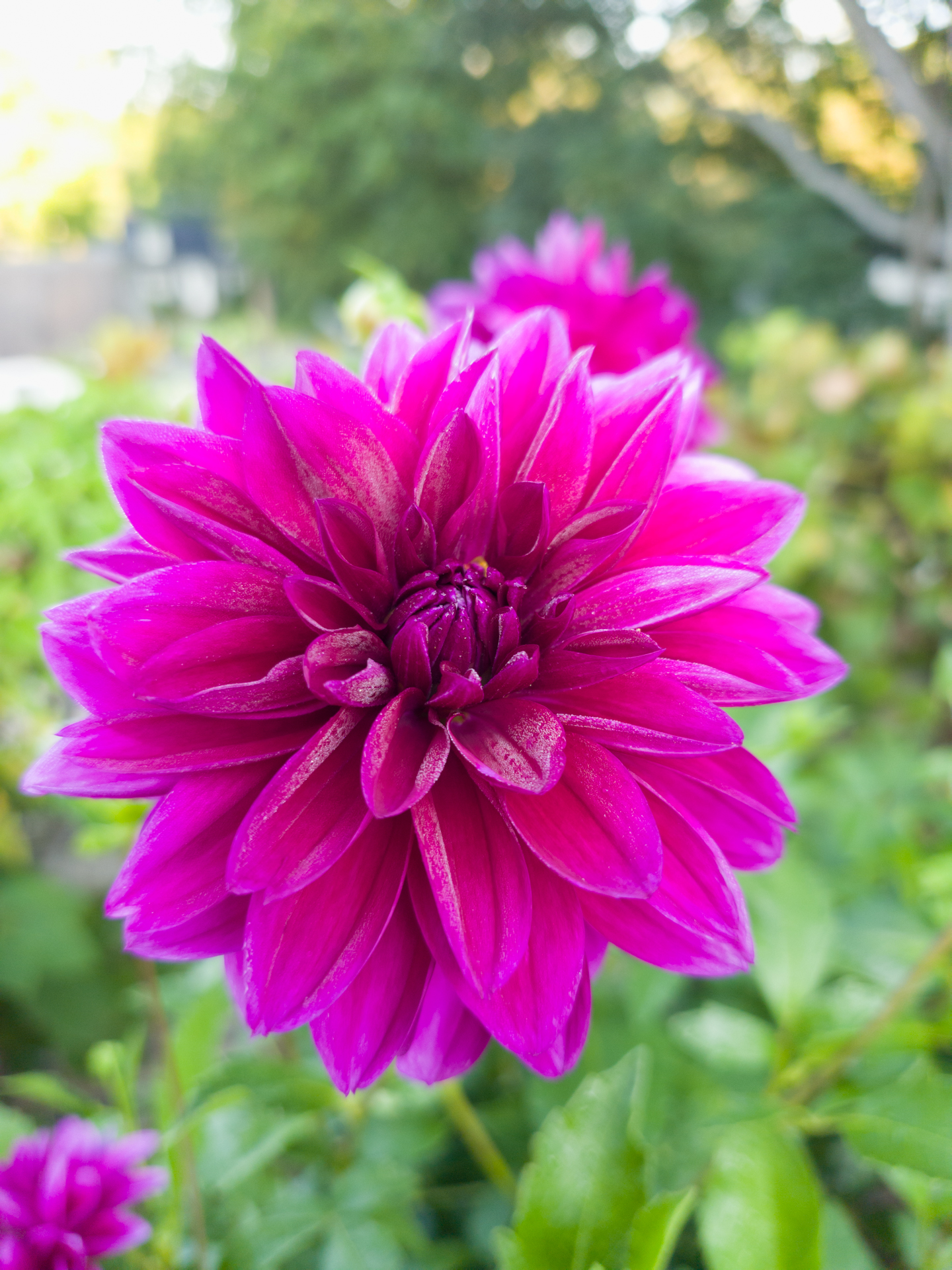 Vibrant magenta dahlia in the garden